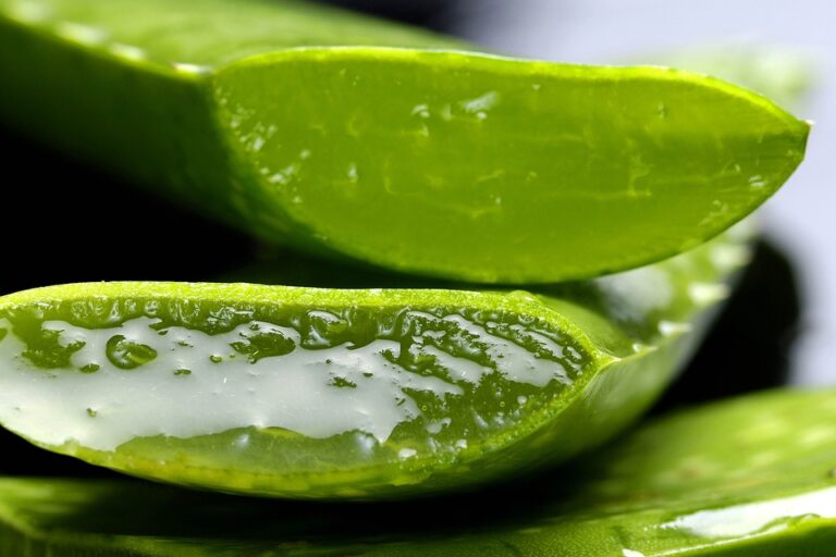 Comment reconnaitre un aloe vera de qualité ?